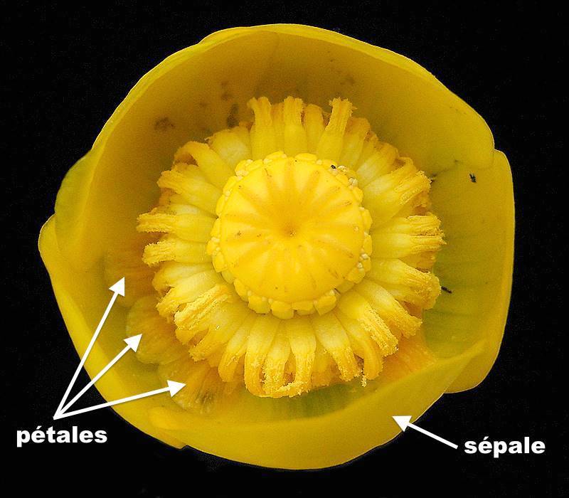 Identification des pétales et sépales du grand nénuphar jaune