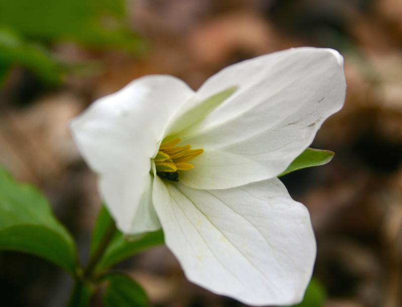 Trille blanc - informations | Fleurs sauvage du Québec