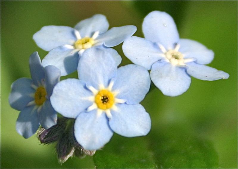 Myosotis des forêts - informations | Fleurs sauvage du Québec