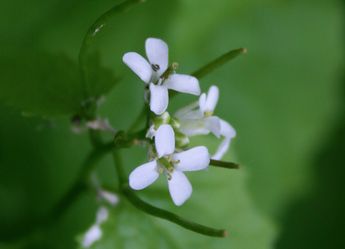 Fleurs sauvages du Québec: encyclopédie des fleurs en ligne