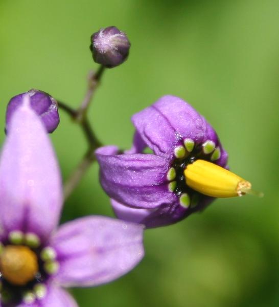 Morelle douce-amère - informations | Fleurs sauvage du Québec