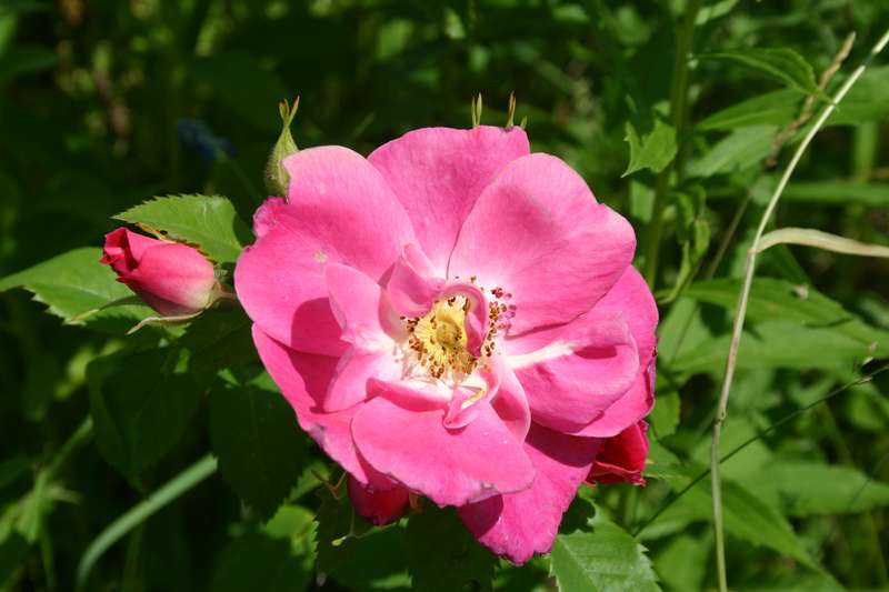 Fleur de rosier sauvage