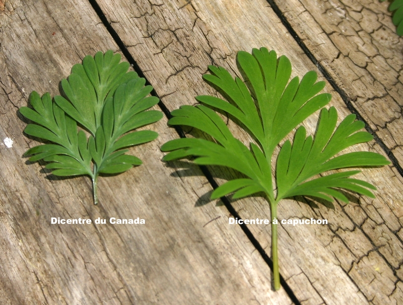 Différence entre les feuilles des dicentres